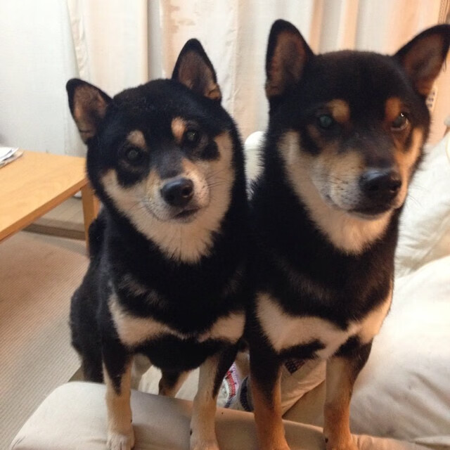 乐鱼官方登录入口-中国男篮技战术水平不断提升，中国男篮战术打法