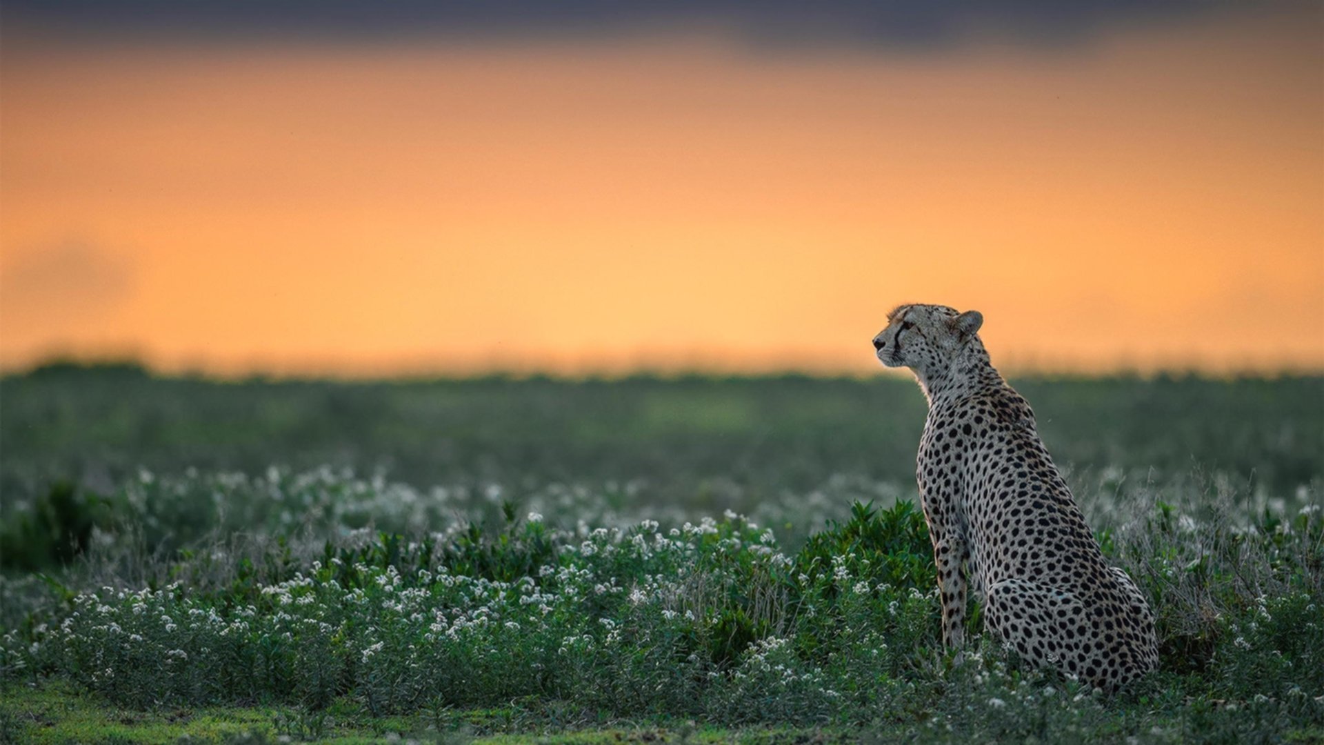 LEYU SPORTS中国官方网站-体育新闻中心深化体育视频内容智能生成研究，如何创新体育短视频