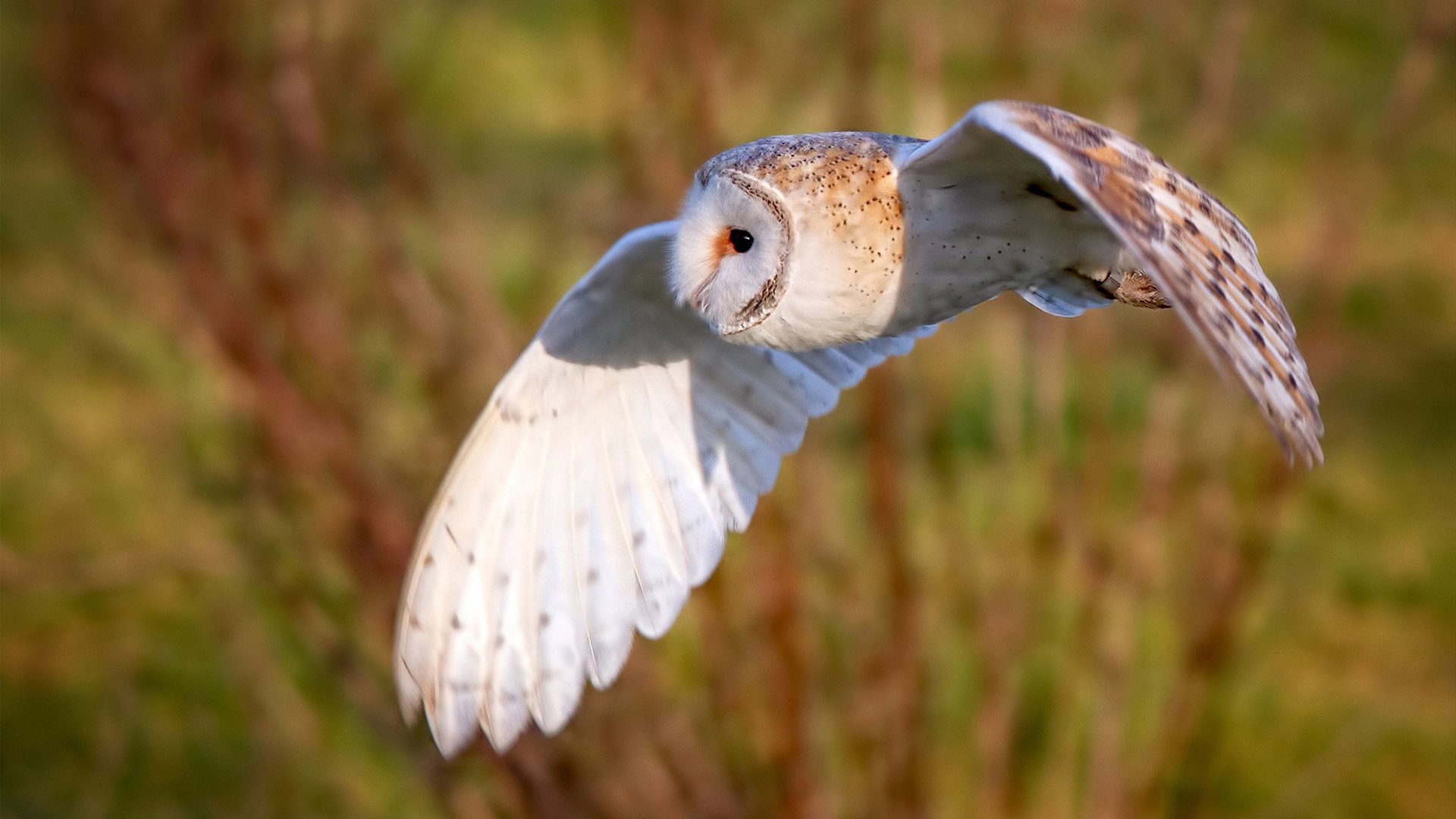 leyu乐鱼-基层足球赛事机制偏离教学导向，足球比赛技术区域