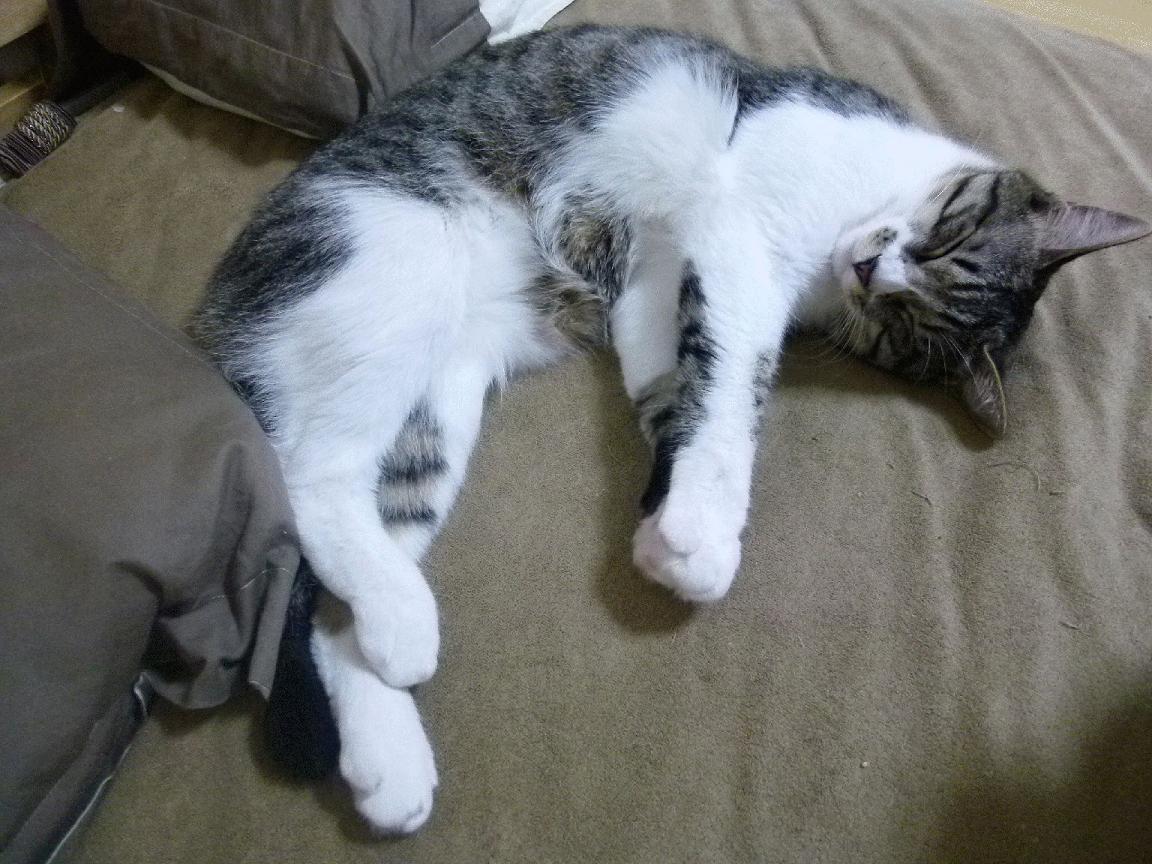 Leyu Sport登录入口-国家排球队公布新援加入以及训练计划，国家排球队队名