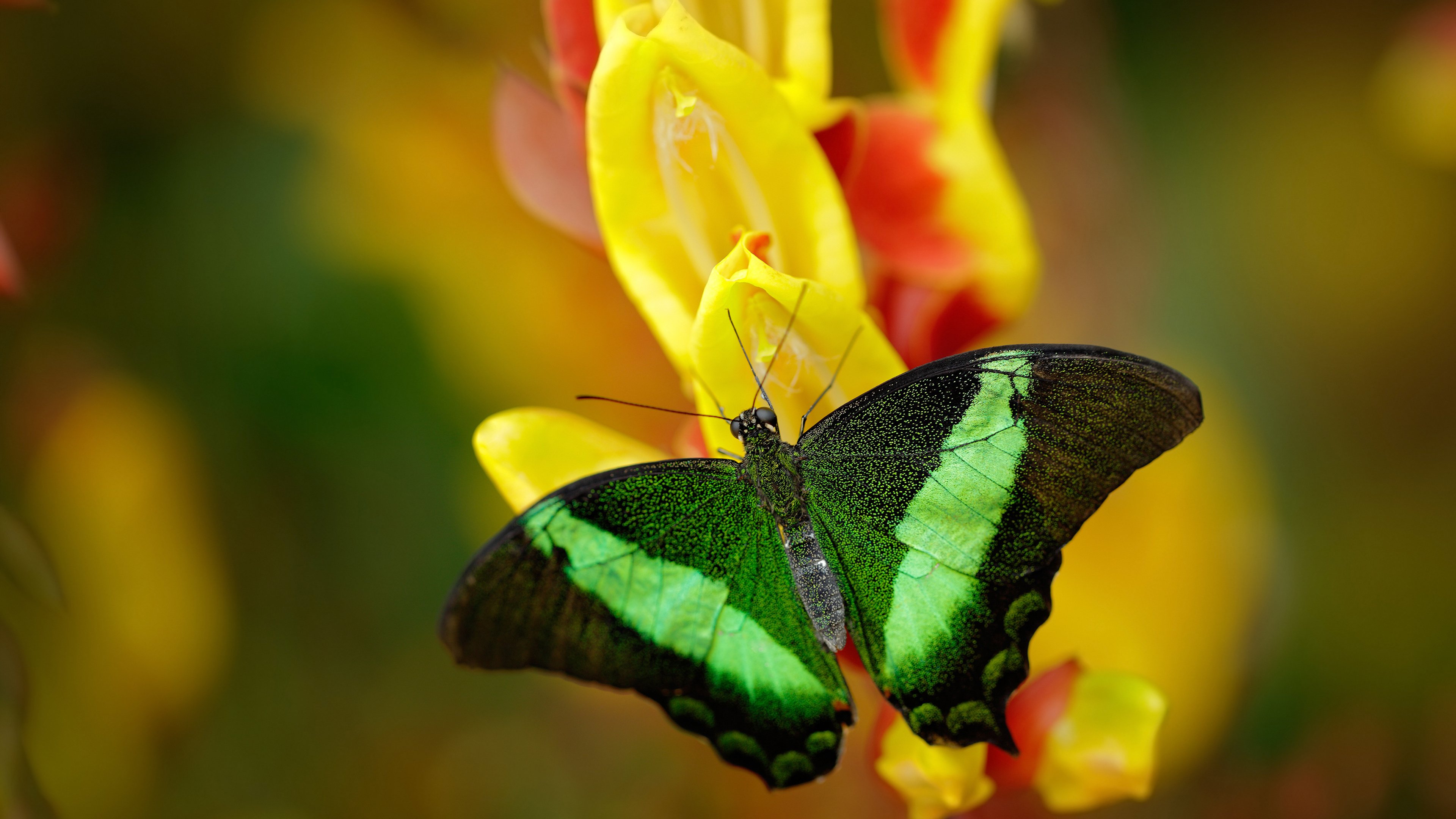 LEYU SPORTS中国官方网站-女子橄榄球赞助金额增长显著,女子橄榄球女神