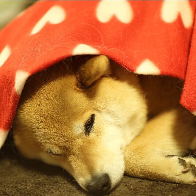 leyu.com-希腊女篮在欧洲锦标赛中再夺金牌，继续强势领跑，希腊 欧锦赛