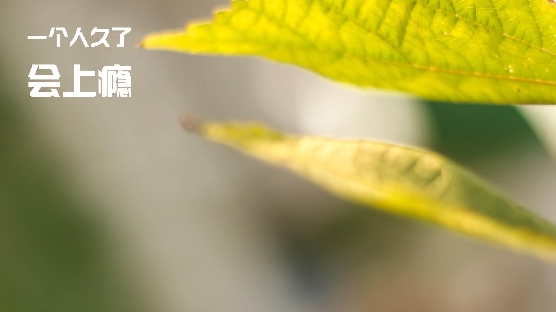 乐鱼(LEYU)体育-技术训练体系趋向标准化与国际整合,技术标准体系化实施评价方法与实践