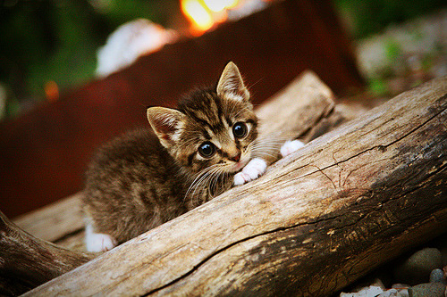 乐鱼体育APP官方下载-斯威士兰男篮在非洲锦标赛中拼搏奋战，体育水平持续提升，南非足协理事会杯斯威士兰