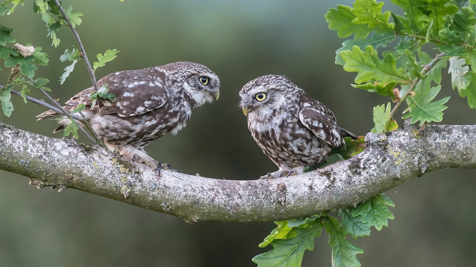 乐鱼体育APP官方下载-斯威士兰男篮在非洲锦标赛中拼搏奋战，体育水平持续提升，南非足协理事会杯斯威士兰