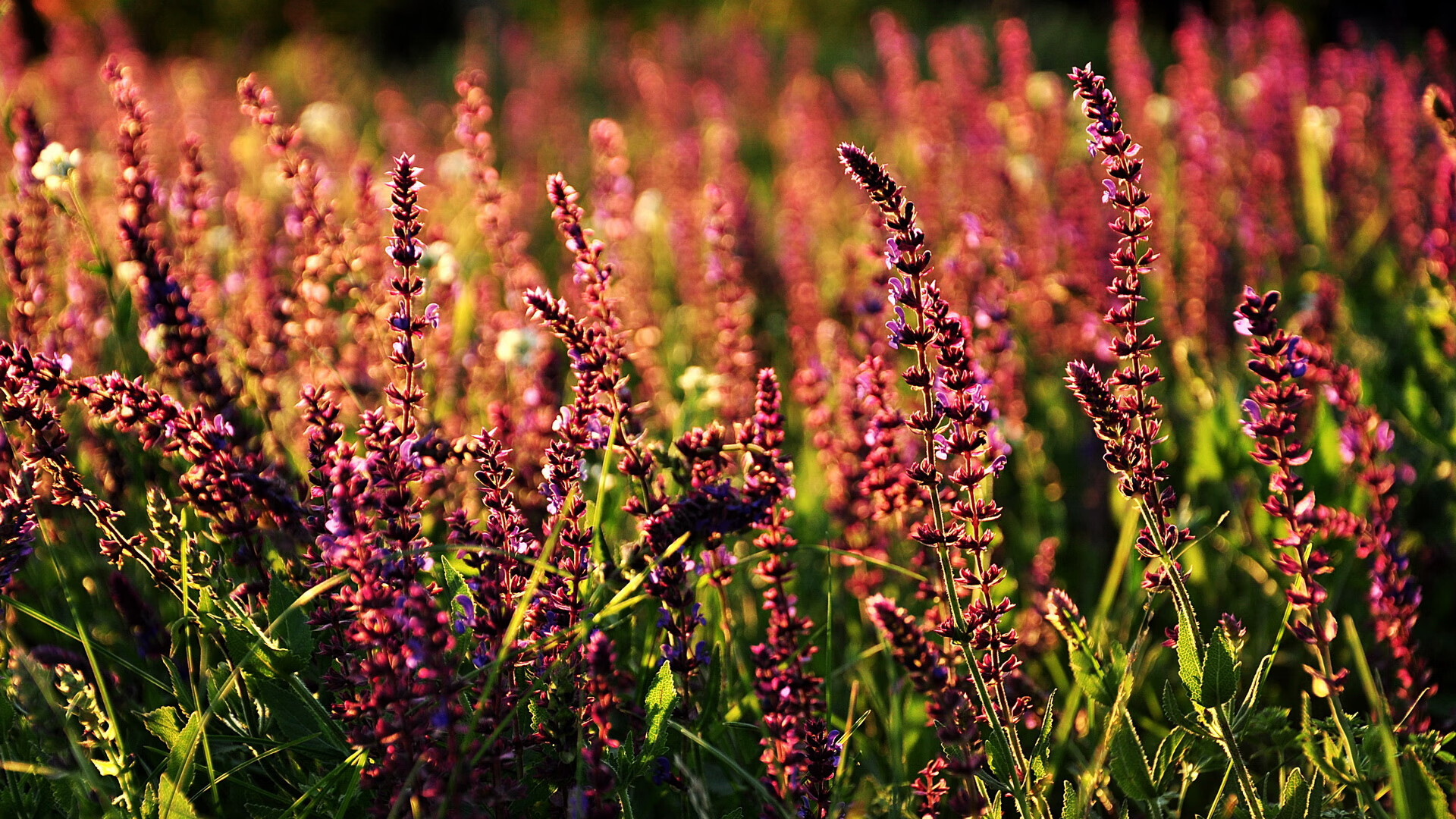 乐鱼电竞在线平台-法甲新星崛起:未来之光闪耀未来!,法国足球未来之星