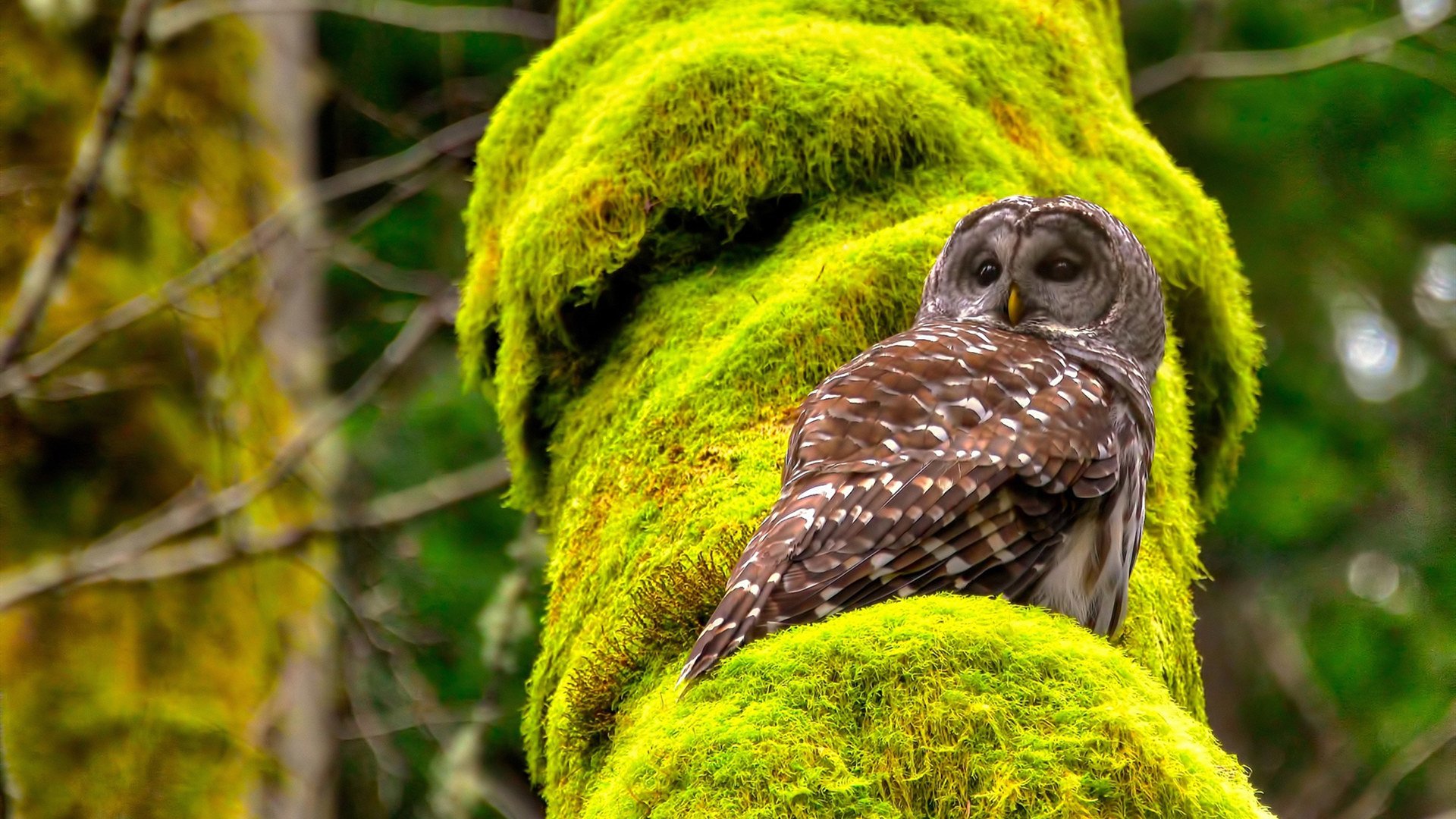 LEYU乐鱼体育官方网站-特斯·冯·迪克:全面中场球员,既能防守也能进攻,保证南非队的平衡