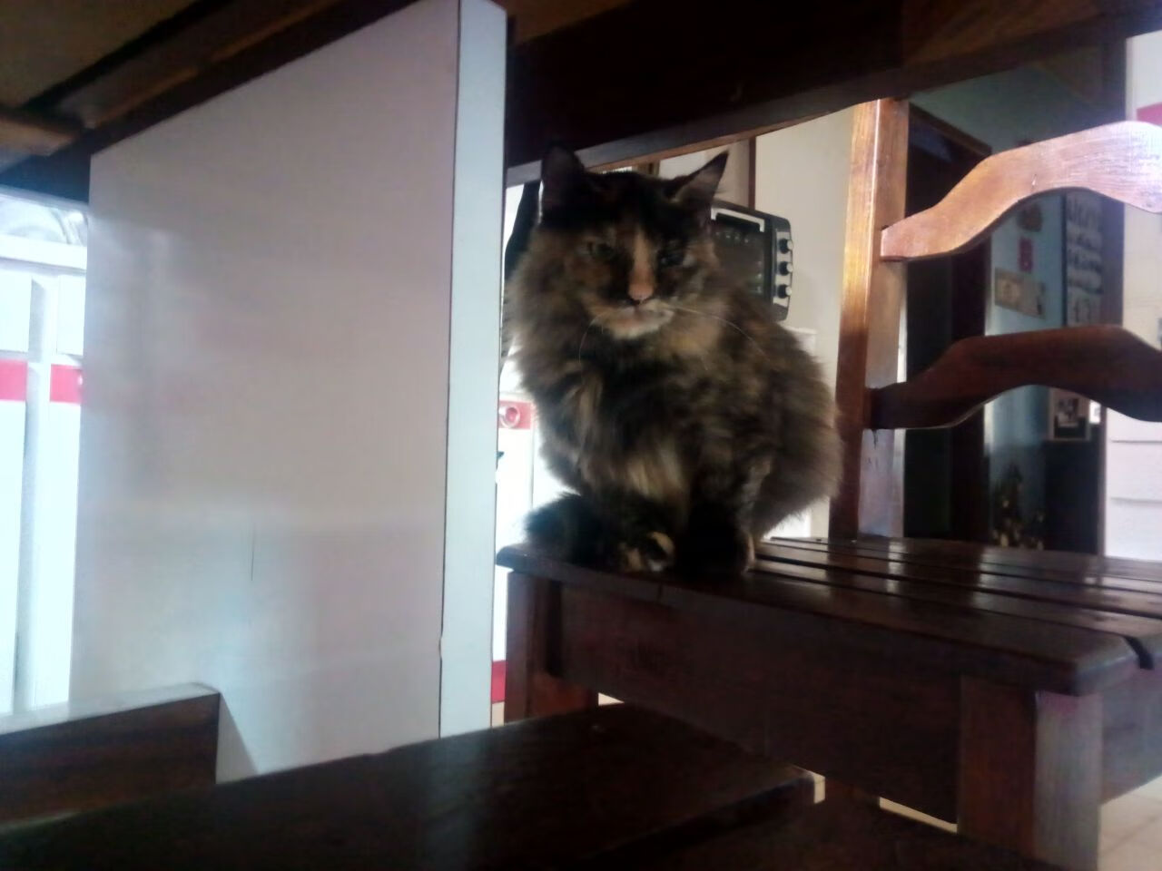 乐鱼体育APP官方下载-美洲杯明星闪耀：精彩突破，震撼全场！，美洲杯明星球员