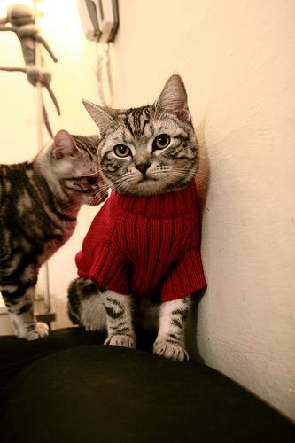 Leyu Sport登录入口-英国男泳队自由泳出发速度领先，英国自由泳接力