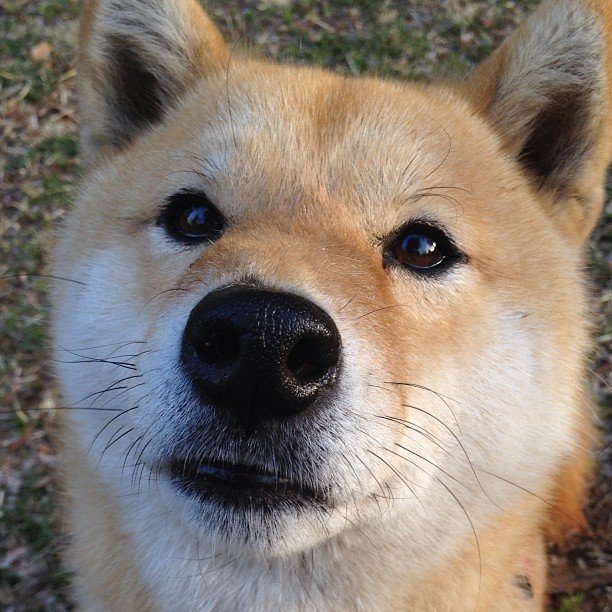 leyu乐鱼体育综合-中国篮球与日韩联赛的对比分析，中国和韩国的篮球比赛